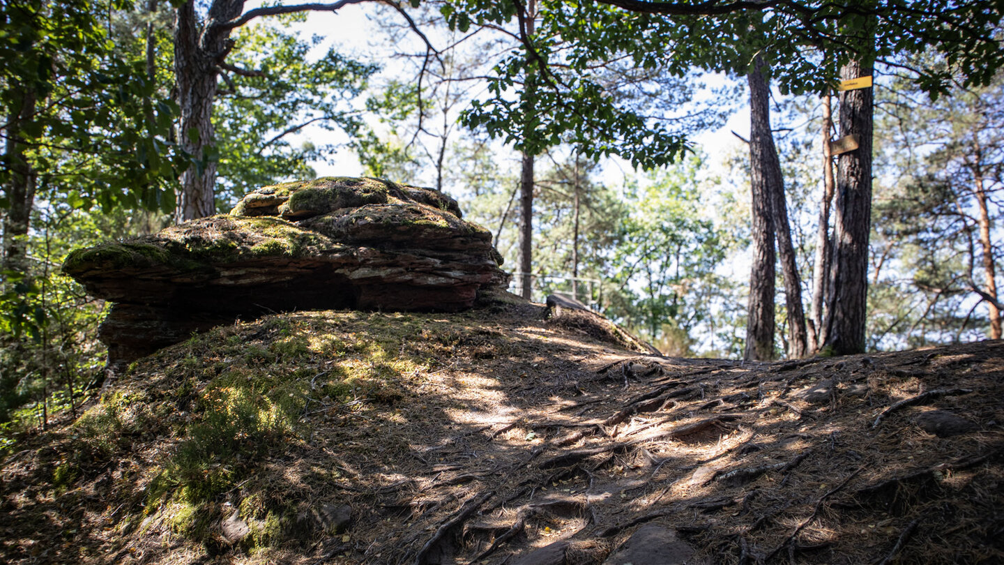 Wurzelpfad nahe dem Dorfblick auf dem Hahnberg