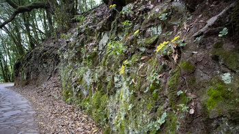 der Wanderweg Reventón Oscuro führt ins Barranco del Cedro