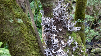 parasitärer Baumpilz im Lorbeerwald