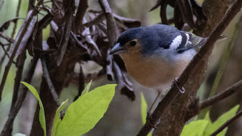 Buchfink im Lorbeerwald