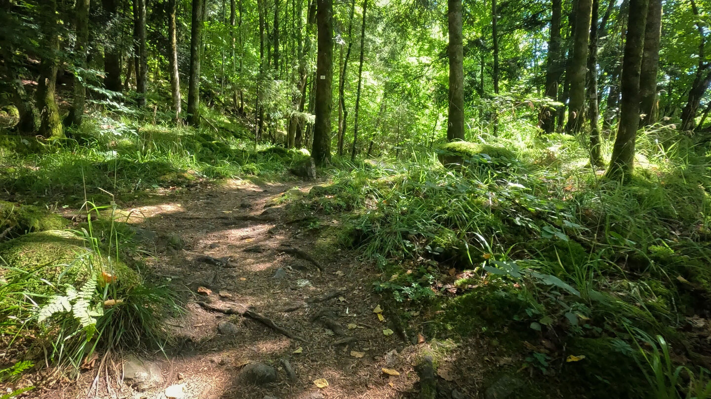 Wanderpfad auf dem Rückweg vom Schlossberg