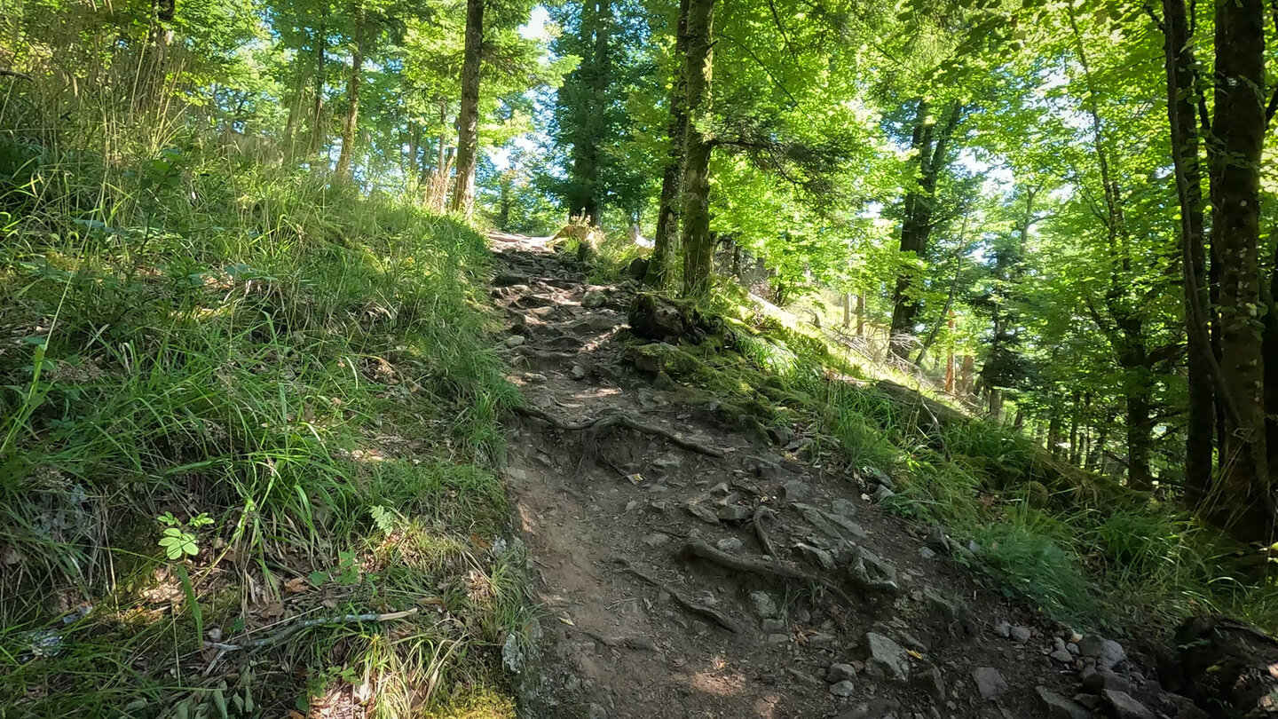 Rückweg auf einem von Wurzeln durchzogenen Waldpfad