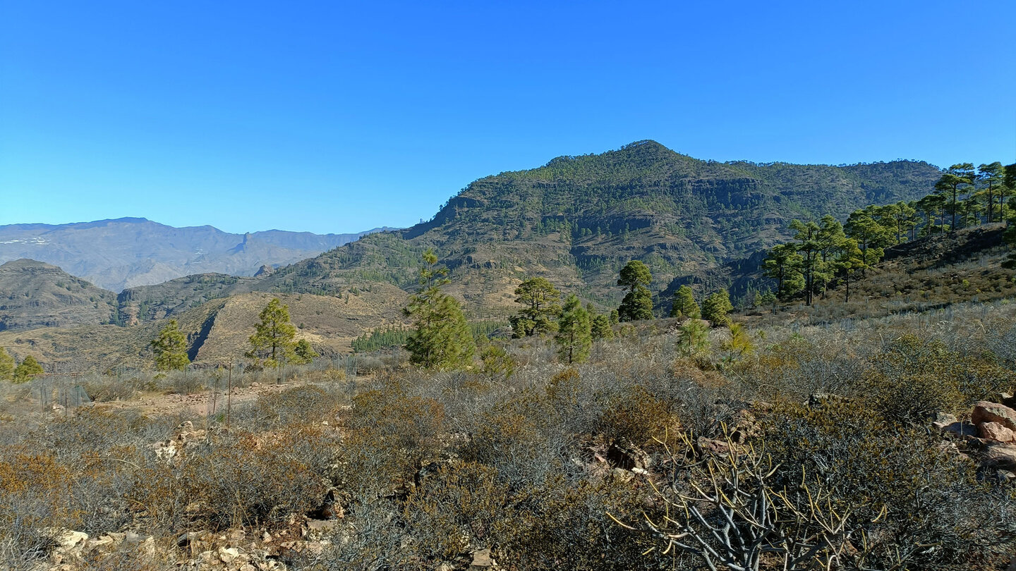 Kiefernwald auf Gran Canaria