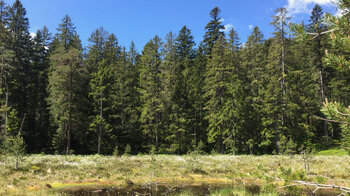 Naturschutzgebiet Blindsee bei Hundsbach