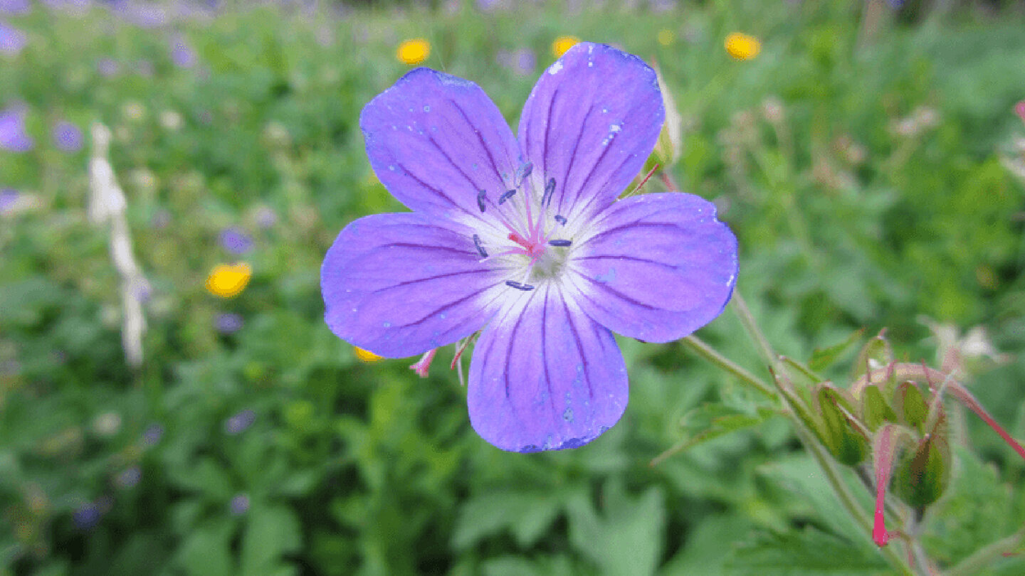 Storchschnabelgewächse blühen am Wegesrand