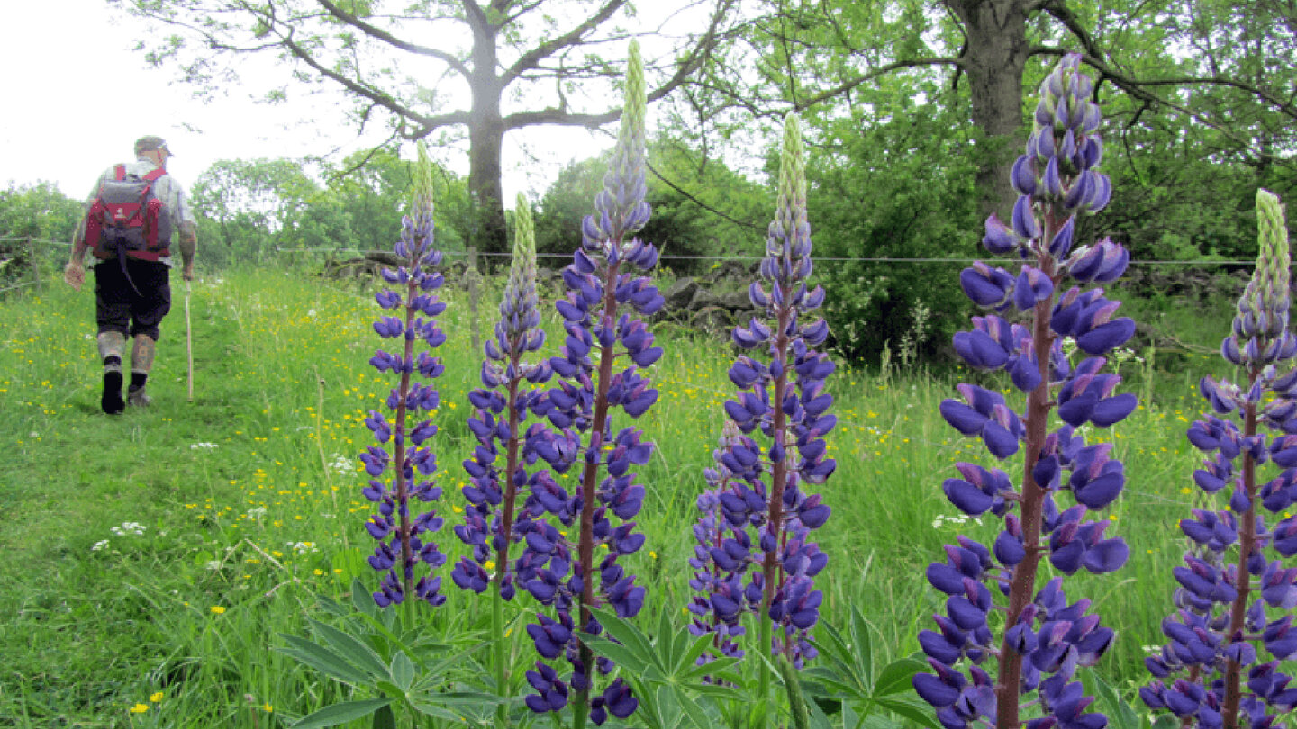 Lupinen entlang des Wegesrand