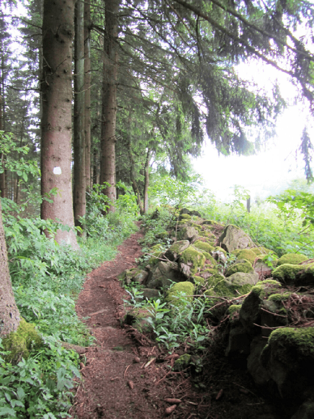 schmaler Pfad führt am Wald entlang