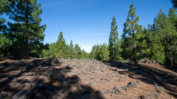 GR 131 im Kiefernwald