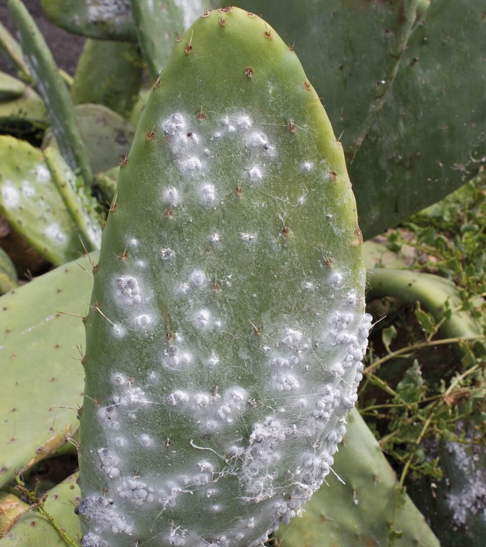 die Cochenille Schildläuse werden in Guatiza auf Lanzarote schon seit Jahrhunderten gezüchtet