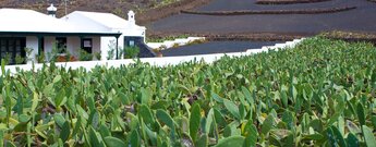 die ländliche Idylle mit Kakteenäckern zwischen Wohnhäusern in Guatiza in der Region Teguise