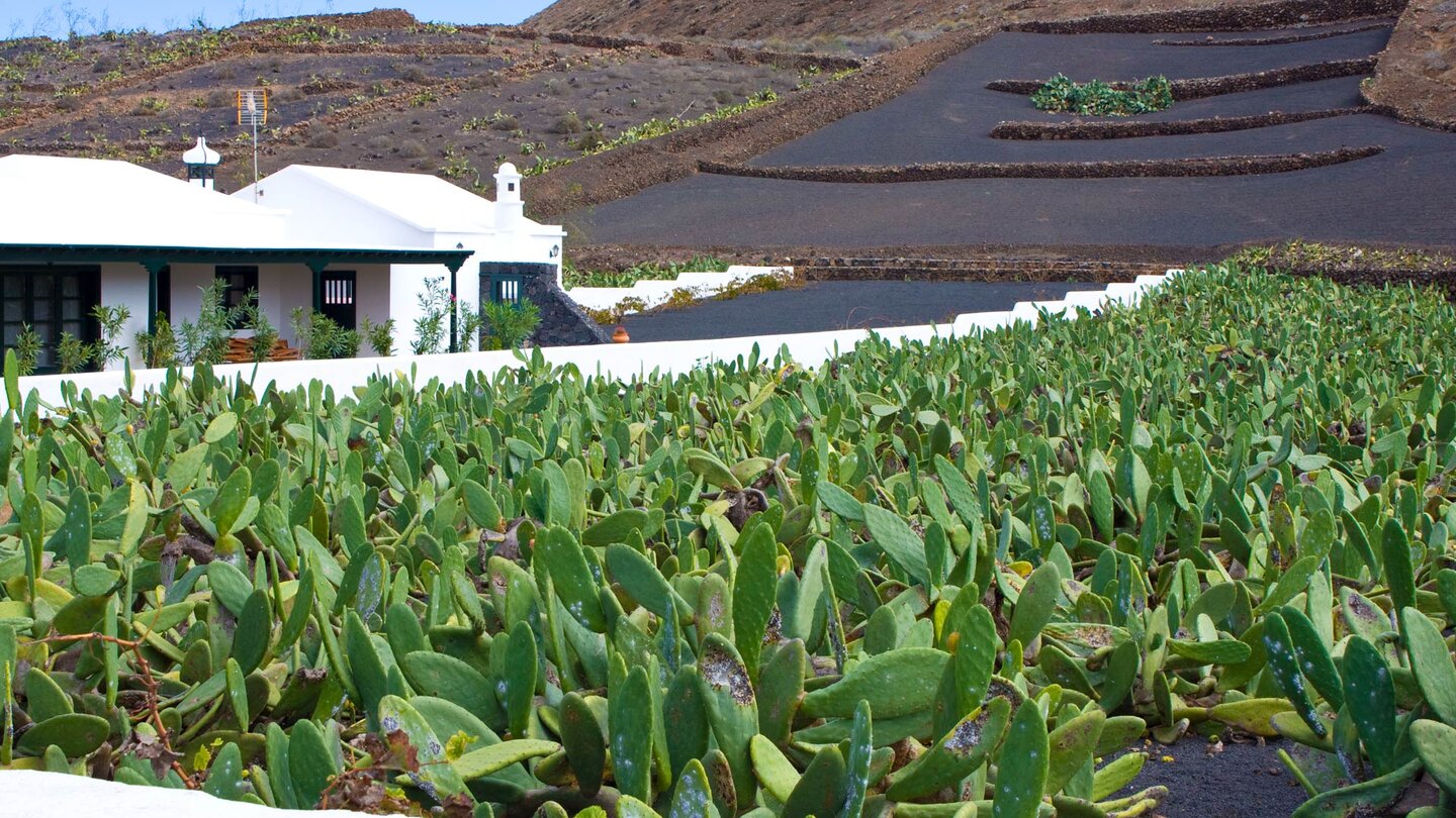 die ländliche Idylle mit Kakteenäckern zwischen Wohnhäusern in Guatiza in der Region Teguise