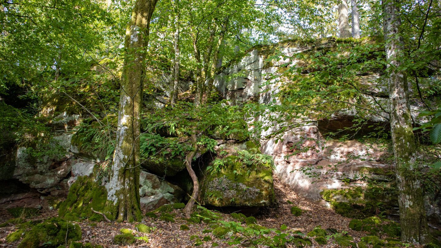 bewaldete Felsen am Schlossberg der Burg Ramstein