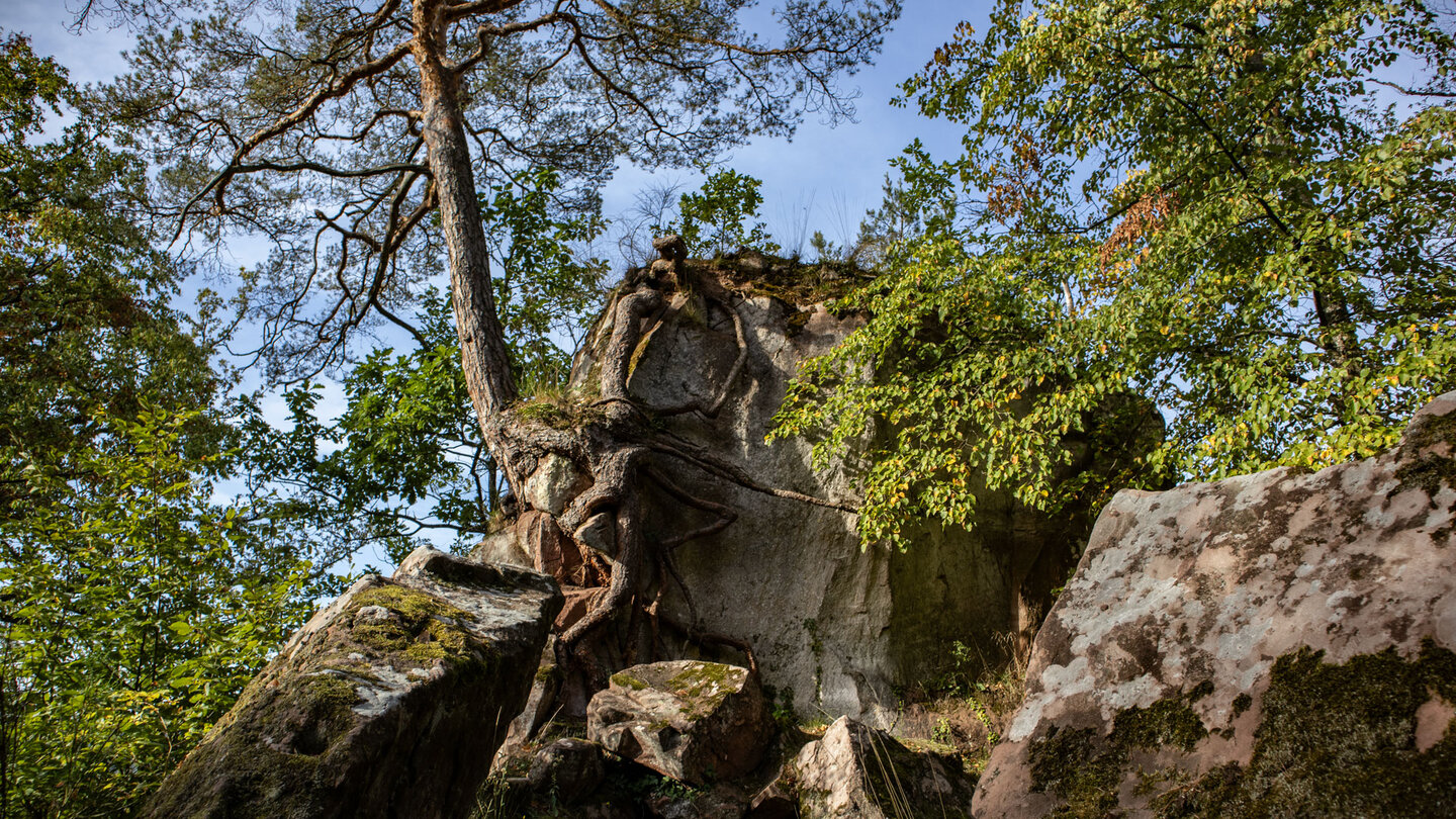 hinterer Abschnitt des 270 Meter langen Sandsteinriffs der Burg Ramstein
