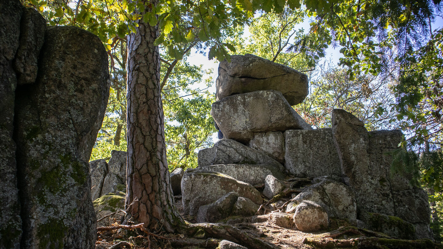 Rocher Turenne im Elsass: Granitblöcke türmen sich hinter einer Kiefer im Wald über Eguisheim