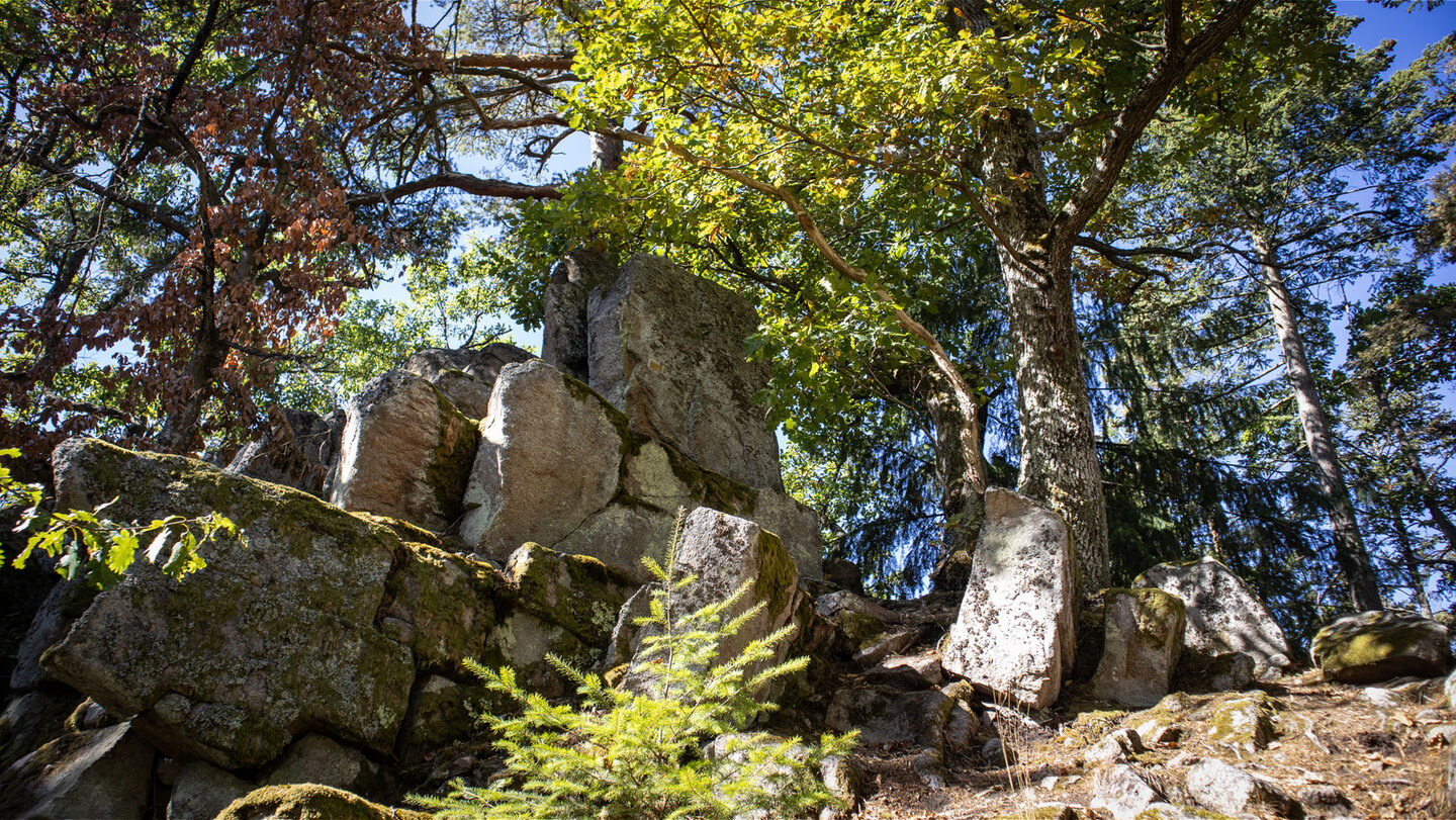 Felsgruppe des Rocher Turenne von unten gesehen, davor eine junge Tanne, Hohlandsbourg-Massiv
