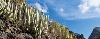 Wolfsmilchgewächsen im Barranco del Infierno auf Teneriffa