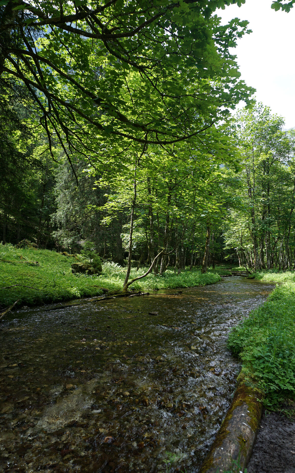 Blick über das Ufer des Schrainbachs am Ufer des Schrainbachs