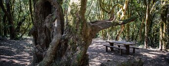 Picknickplatz Raso de la Bruma am Ausgangspunkt der Wanderung