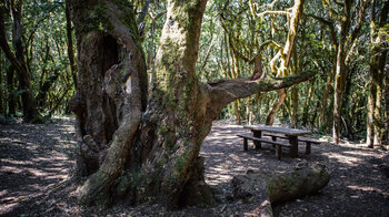 Picknickplatz Raso de la Bruma am Ausgangspunkt der Wanderung