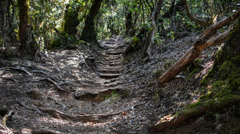 Wanderroute über Holzstufen durch den Laurisiva des Garajonay