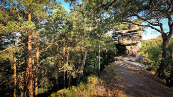 auf dem Buntsandsteinriff der Dimbergfelsen im Pfälzerwald