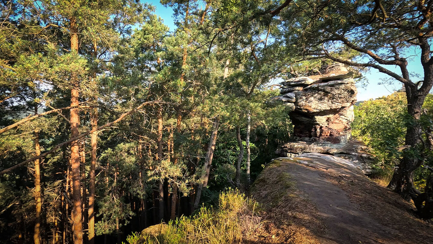auf dem Buntsandsteinriff der Dimbergfelsen im Pfälzerwald