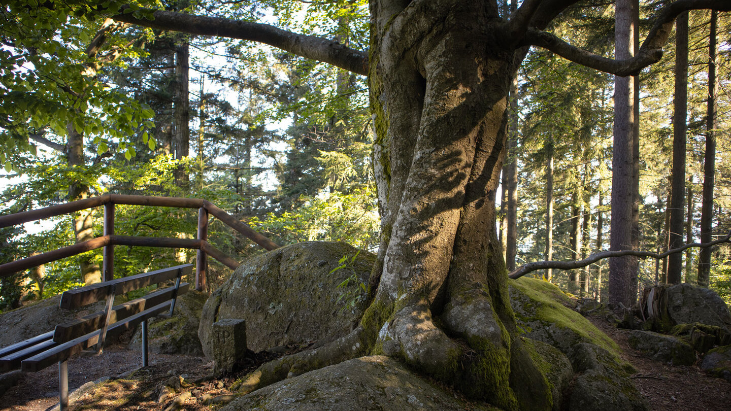 alte Buche am Bürstenstein