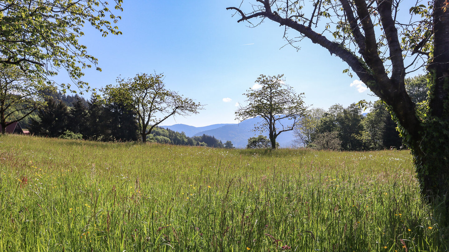 Wiesenlandschaft bei Blaubronn im Schwarzwald