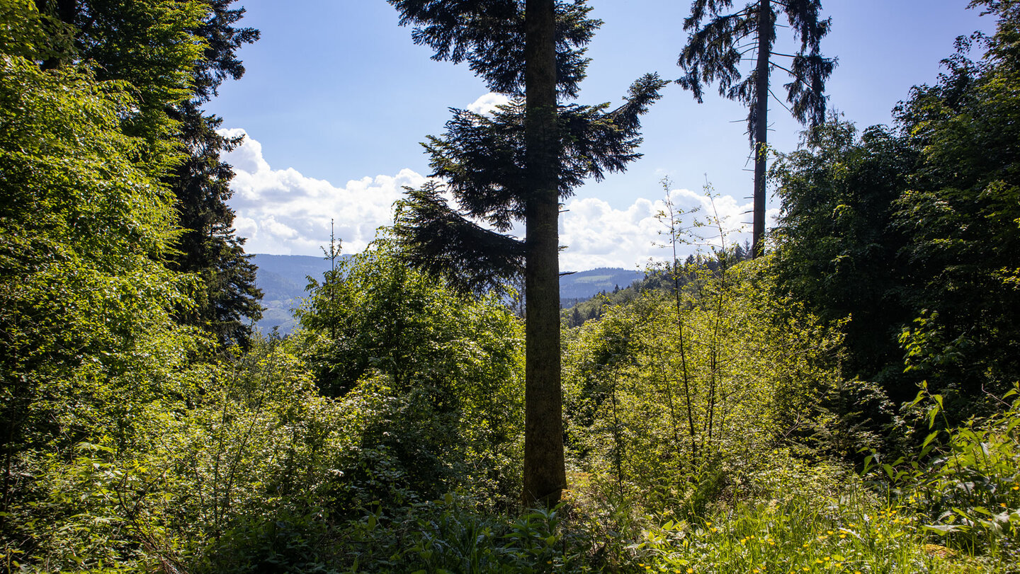 Schwarzwaldpanorama am Felsenweg