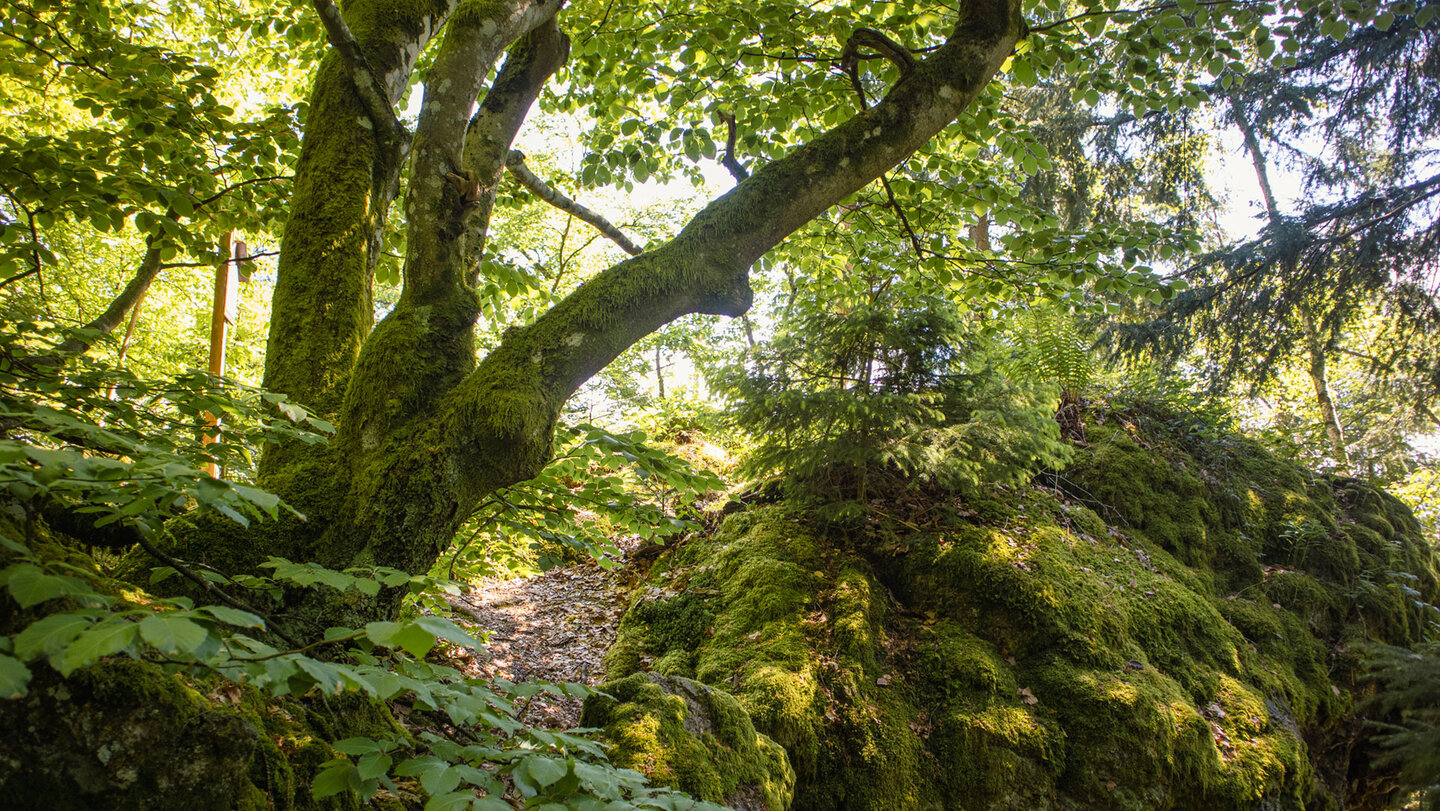 bemooste Felsen am Rappenschrofen