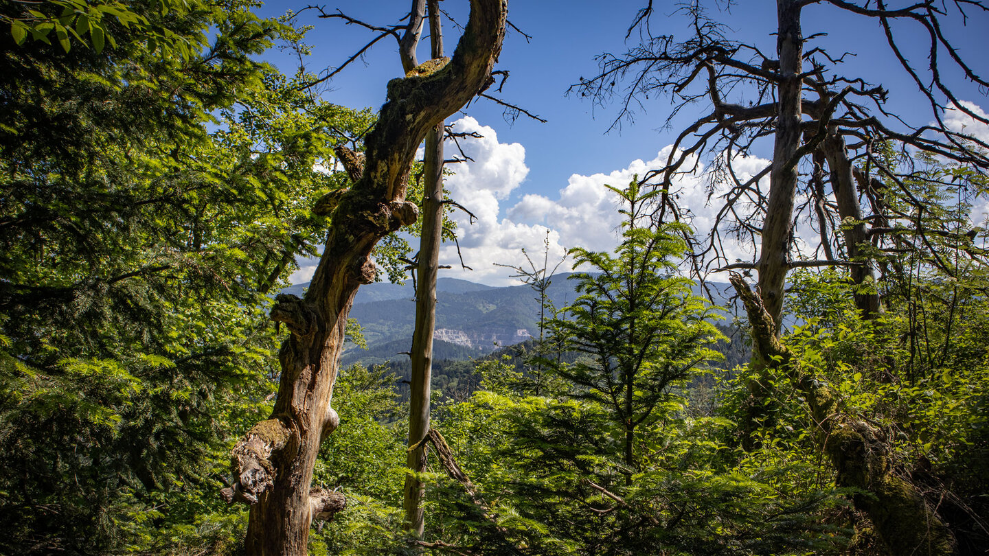 Blick vom Rappenschrofen über den Schwarzwald