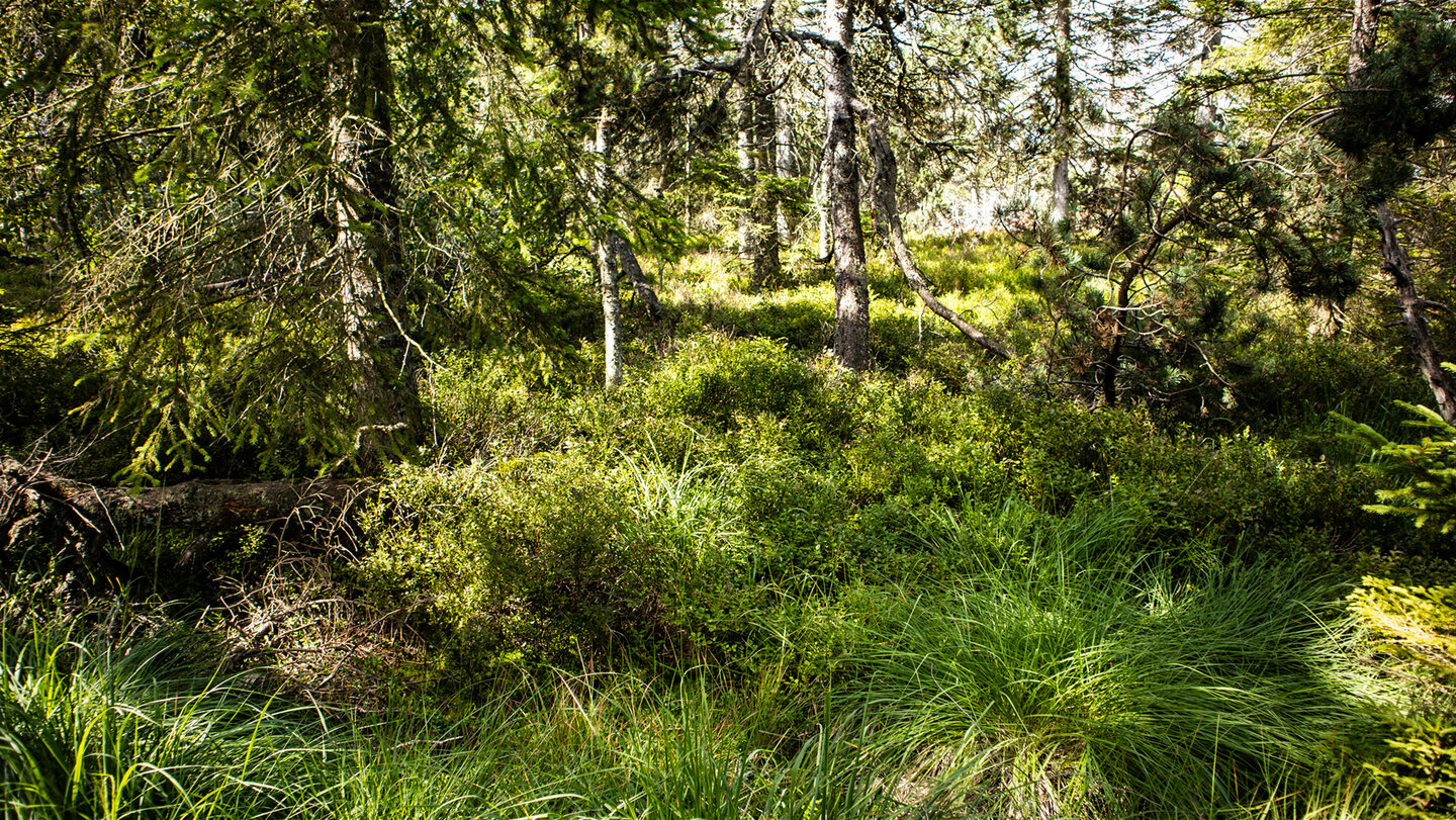 Moorvegetation am Hohloh-Hochmoor