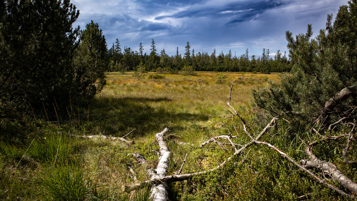 Hohlohmoor - eines der bedeutendsten Hochmoore im Nordschwarzwald
