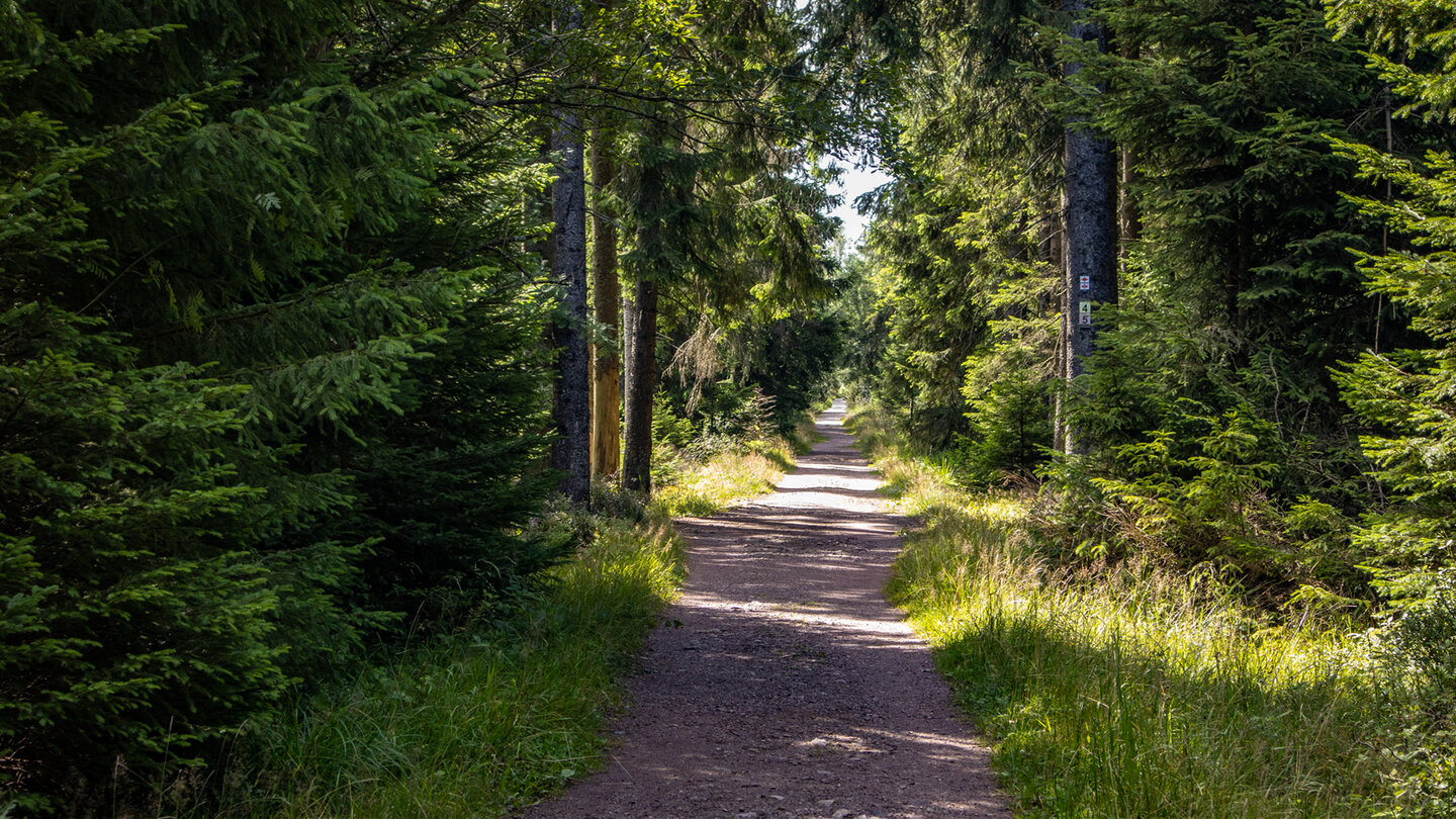 Hohlohmoor-Runde durch Tannenwälder