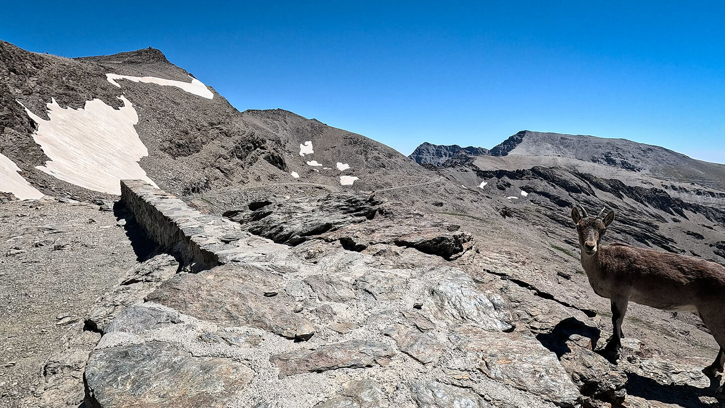 oft trifft man auf der Wanderung zum Pico del Veleta auf Iberische Steinböcke Iberischer Steinbock auf der Wanderung zum Pico del Veleta