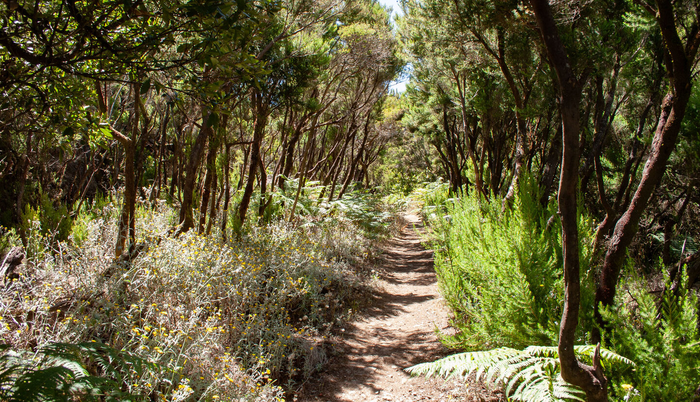 Fayal-Brezal Vegetation an den Südhängen des Garajonay Nationalparks