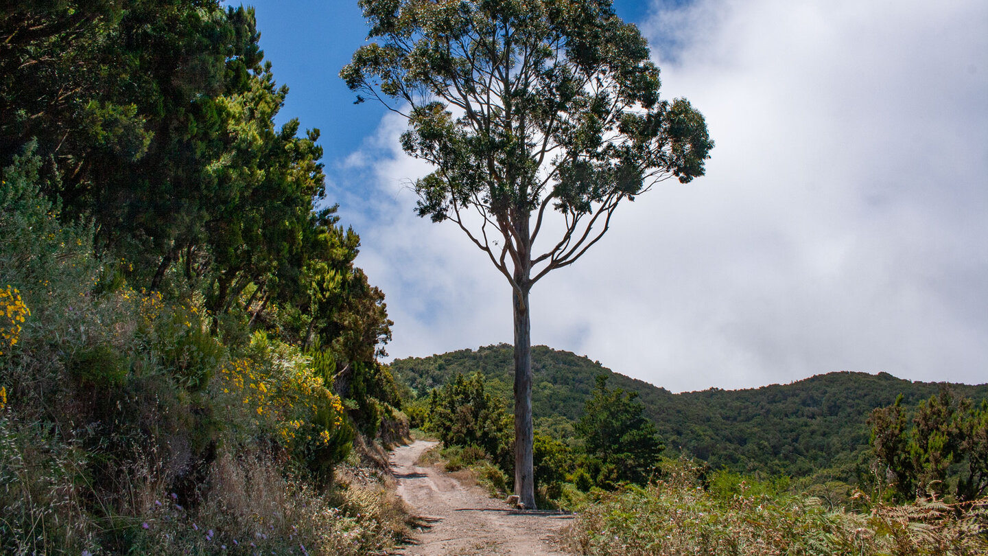 bequem ausgebauter Wanderweg im Garajonay Nationalpark