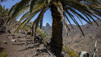 Blick auf den Vulkanschlot Roque de Agando zwischen Palmwedeln
