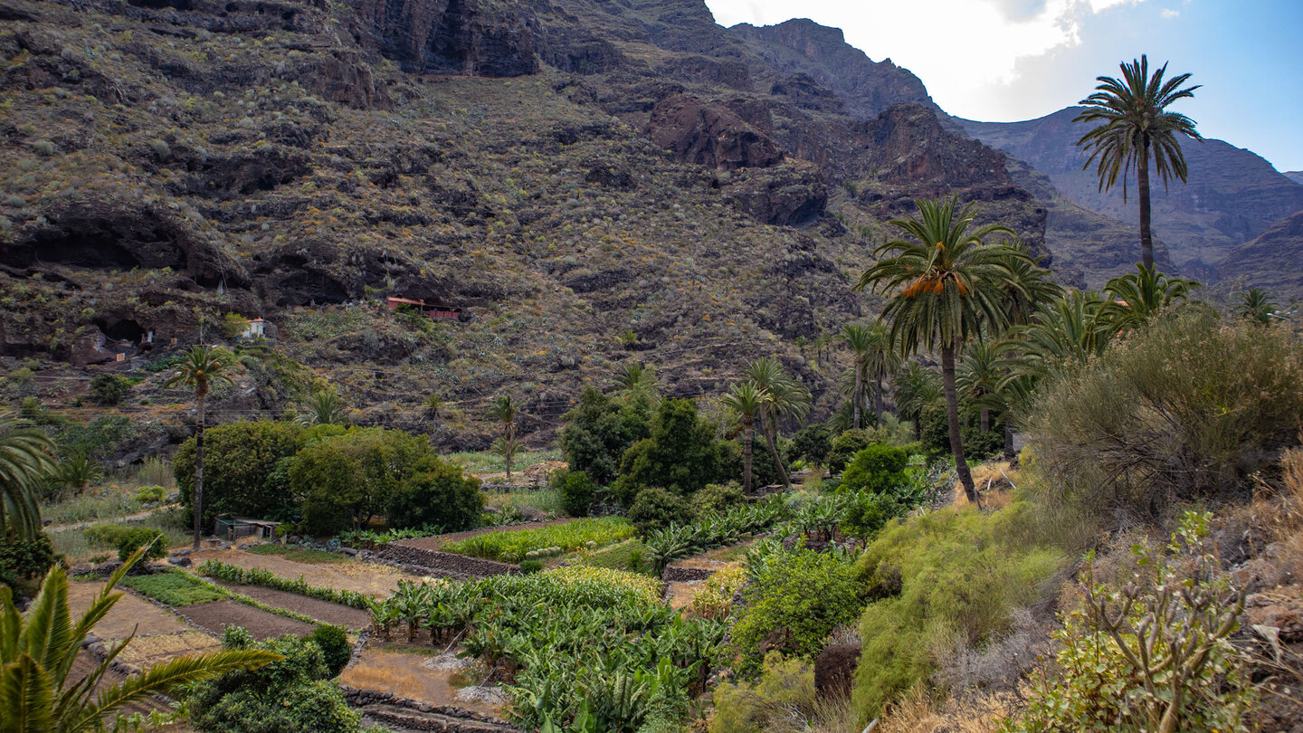 Obst- und Gemüseanbau im Barranco de Santiago Obst- und Gemüseanbau im Barranco de Santiago