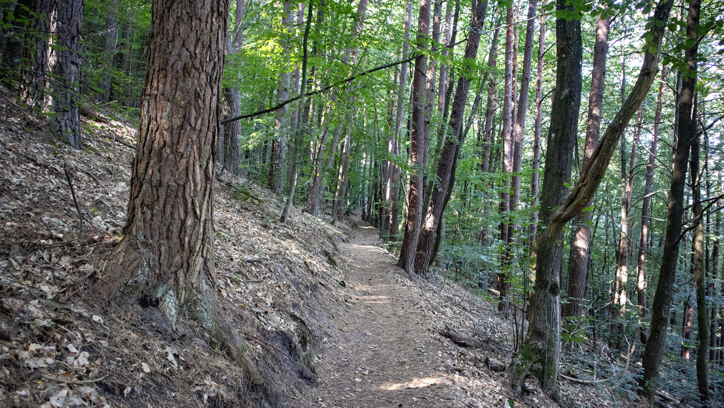 Pfad am Hang des Weimersbergs auf der Felsenrunde bei Hauenstein