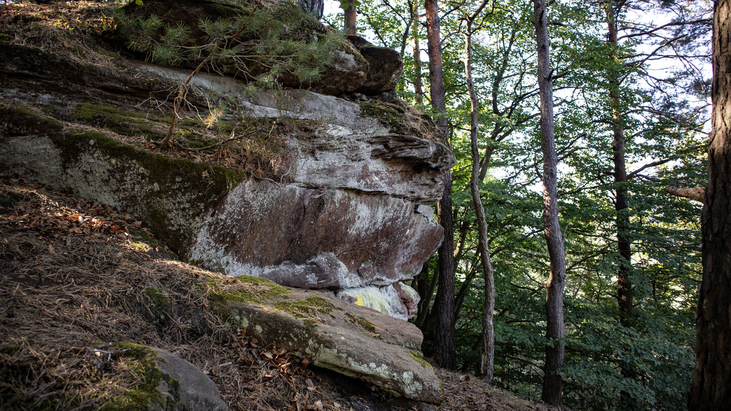 Flechten und Moos auf Sandstein nahe dem Kreuzelfelsen