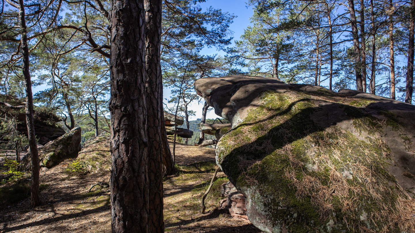 Am Kahlen Felsen: Windgeformter Buntsandstein über dem Wasgau