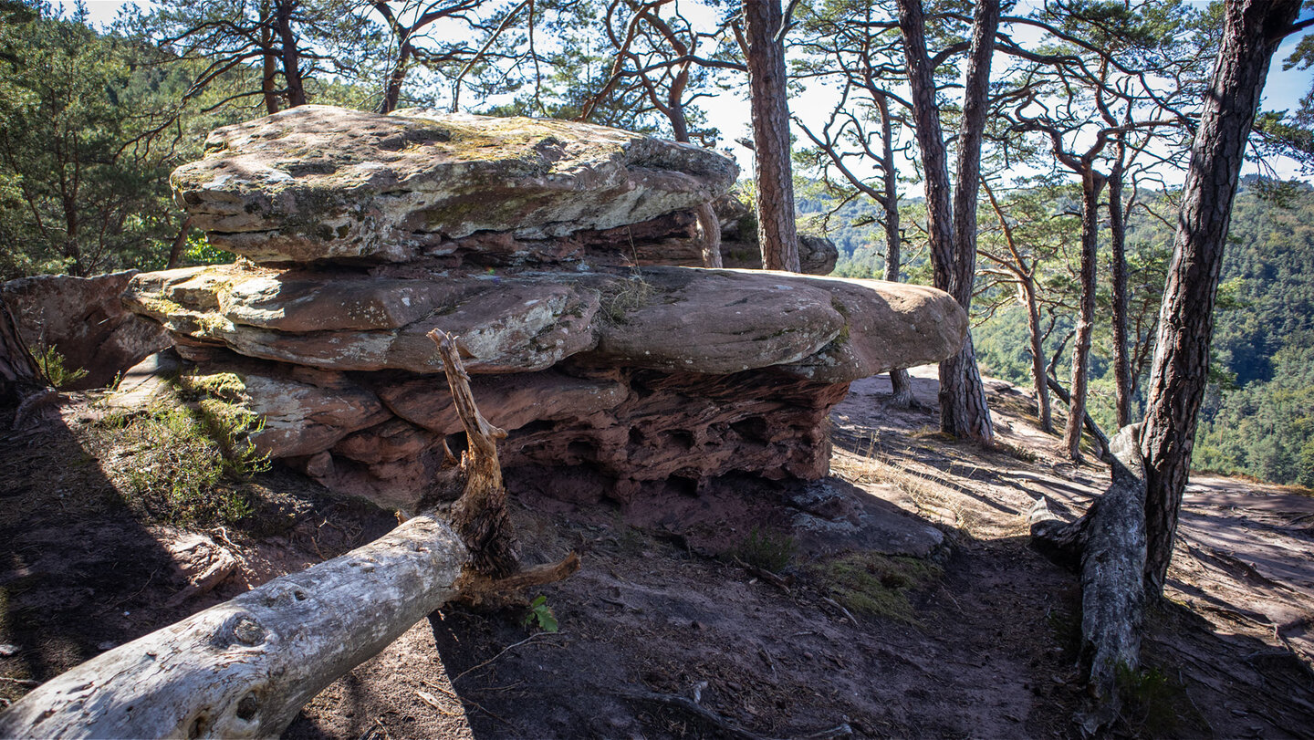 Verwitterter Buntsandstein auf dem Plateau des Kahlen Felsens über dem Wasgau