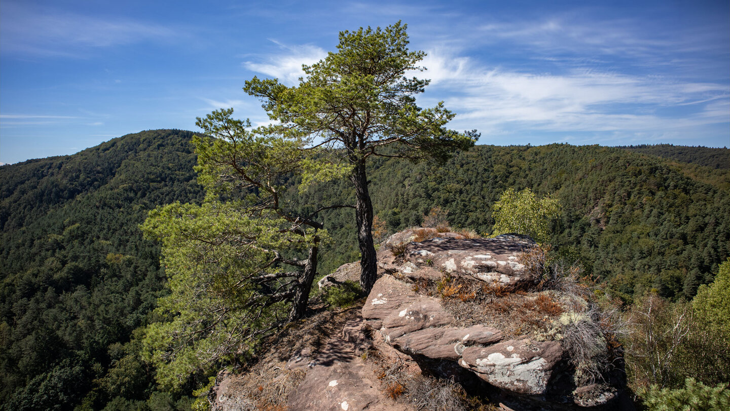 Weiter Blick vom Burgplateau über die bewaldeten Höhen