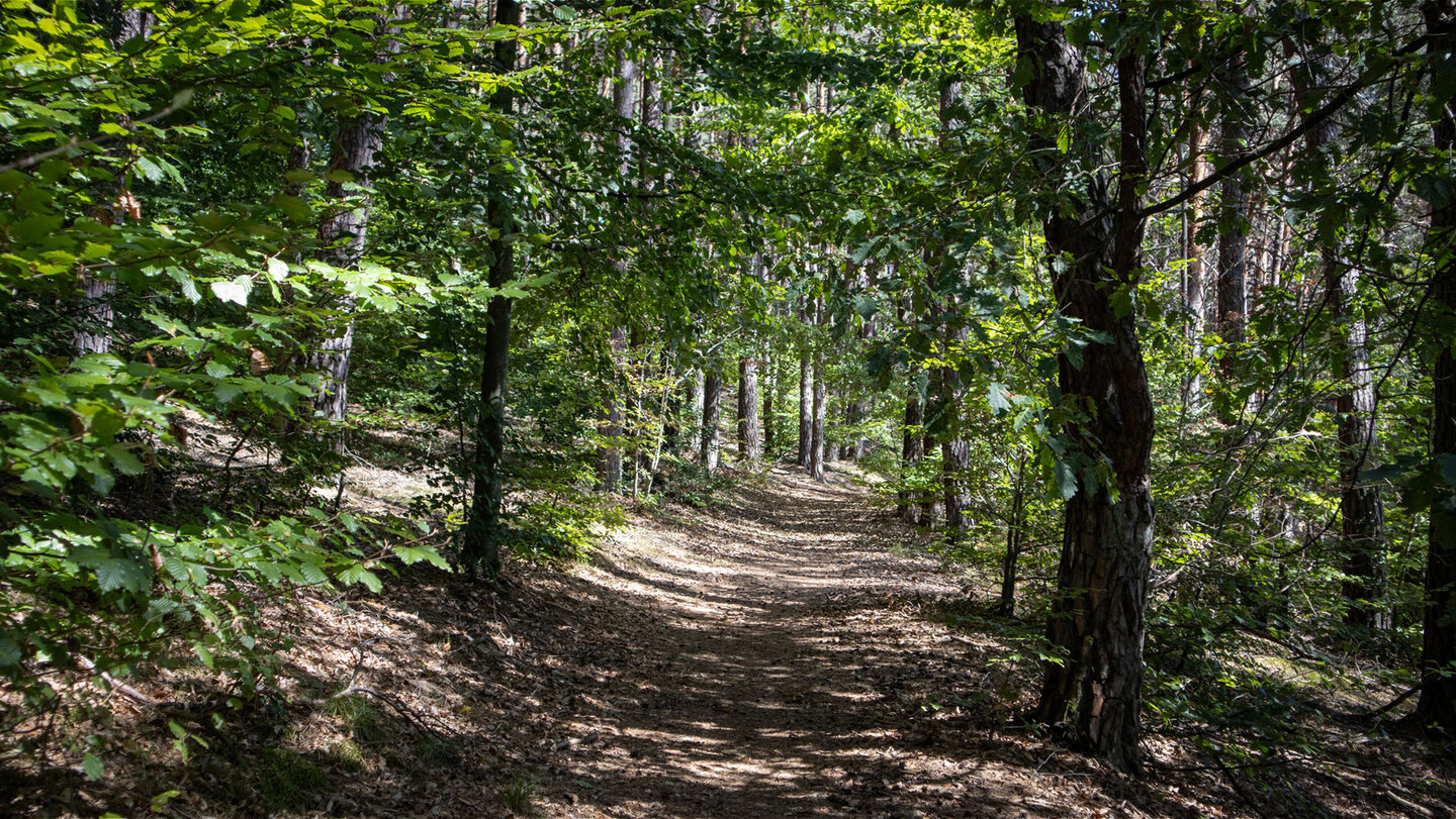 Durch lichten Mischwald über den Weimersberg bei Hauenstein