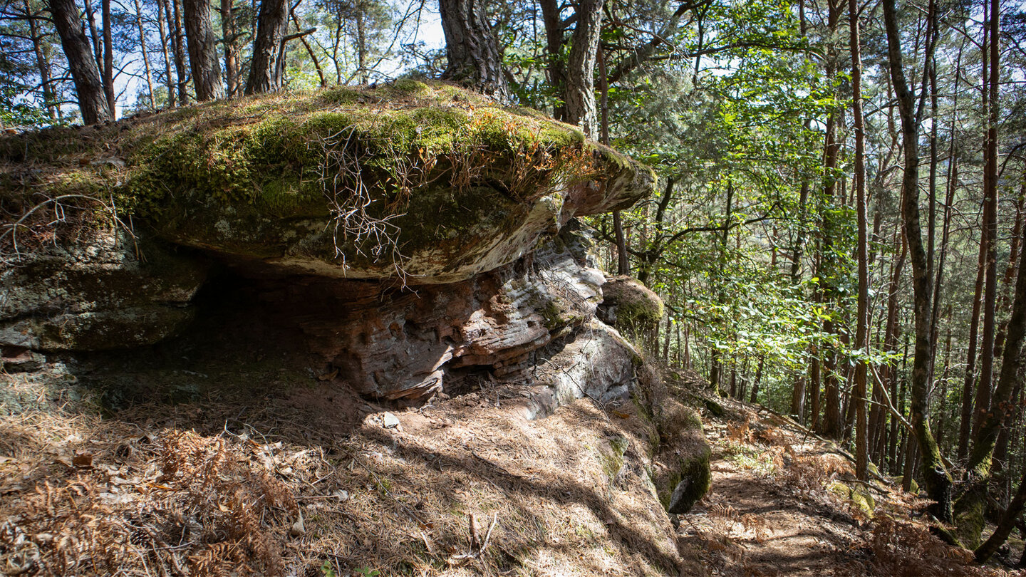 Buntsandsteinfels am Felsriff des Weimersbergs bei Hauenstein