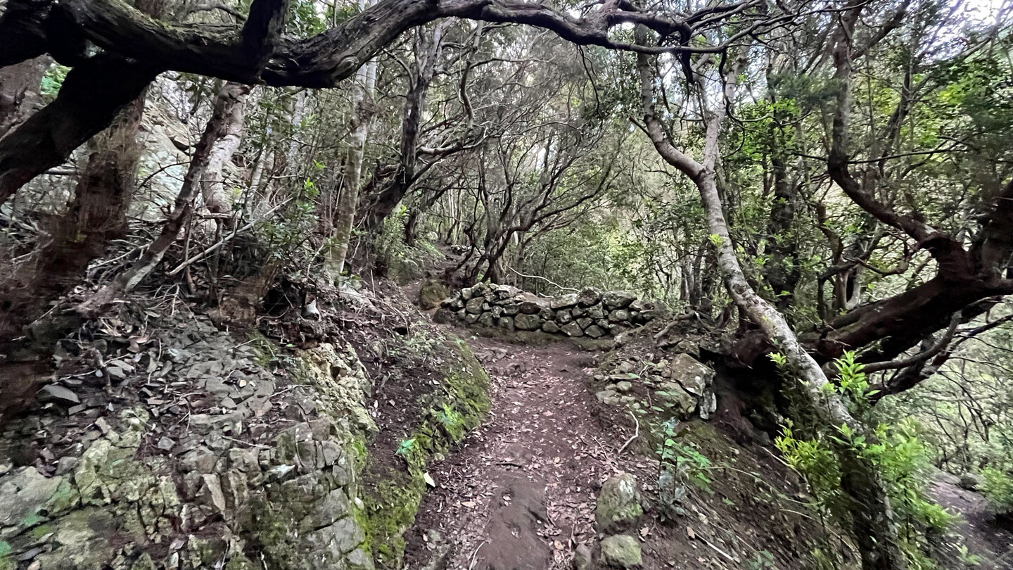 Wanderweg durch den Lorbeerwald bei Chamorga