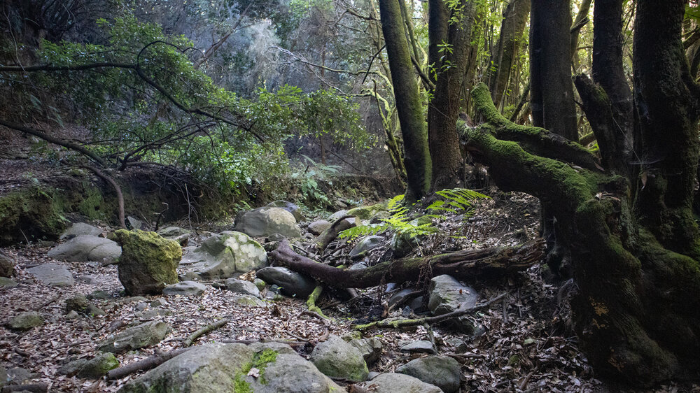 der Wanderweg quert das Trockenbachbett im Barranco la Zarza auf La Palma