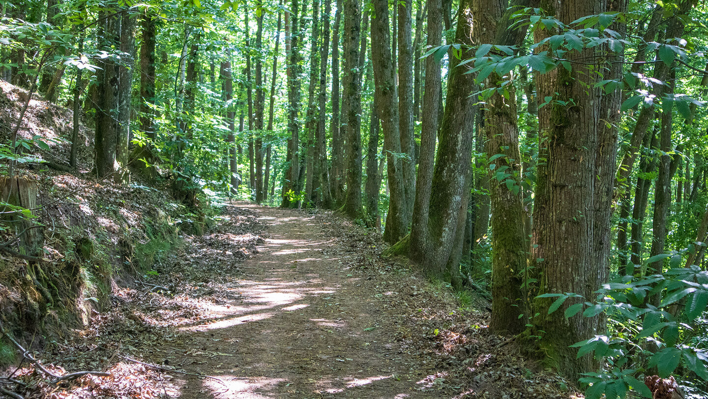 idyllischer Kastanienweg zur Burg Ramburg im Pfälzerwald Kastanienweg zur Burg Ramburg im Pfälzerwald