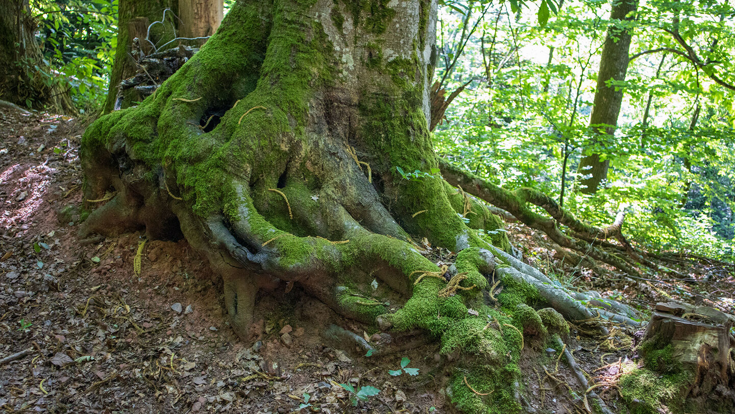 bemooste Wurzelstöcke der Bäume entlang der Wanderung bei Ramberg Wurzelstöcke der Bäume entlang der Wanderung bei Ramberg